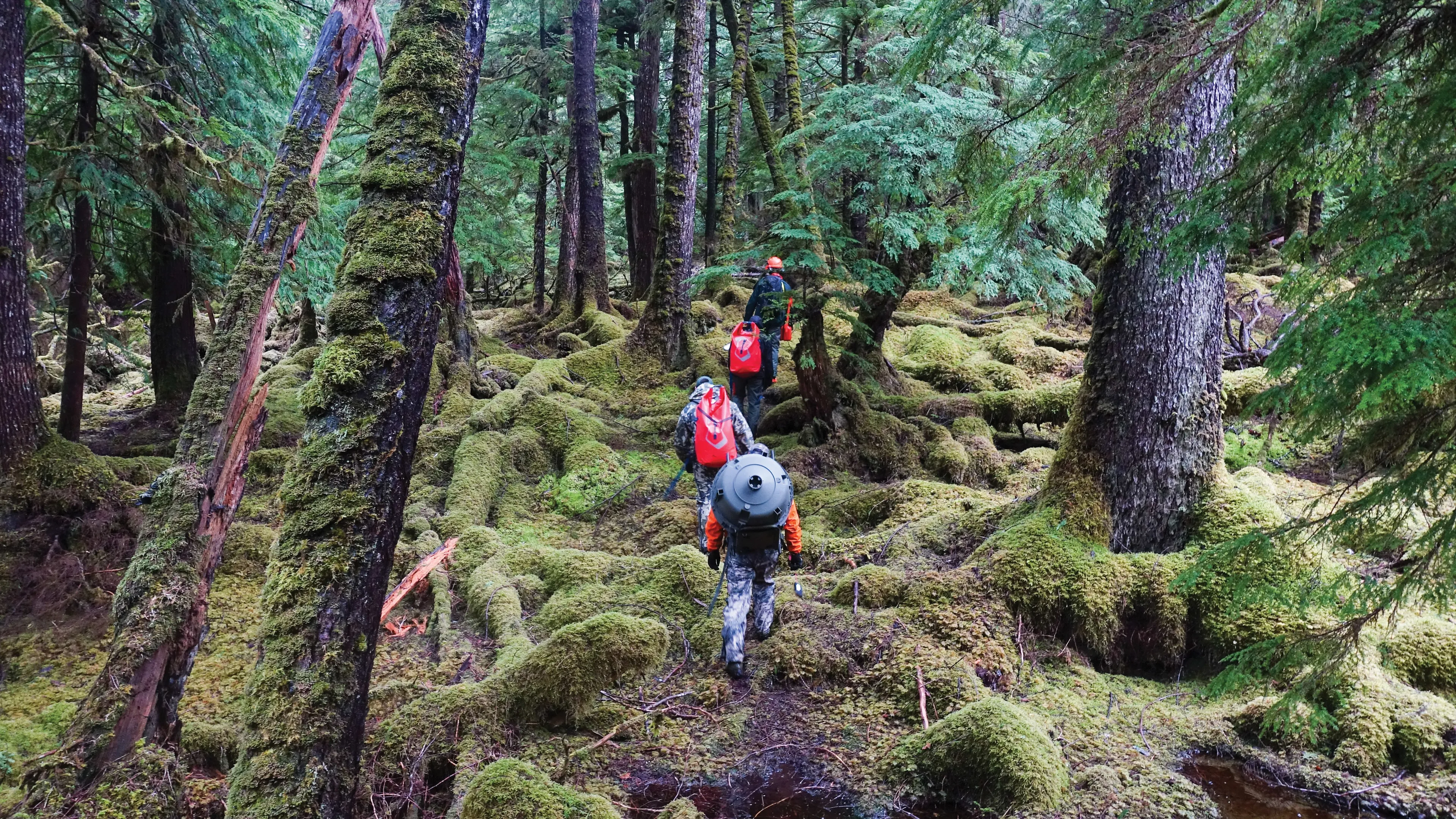 Gwaii Haanas team members hike on Ramsay Island with bait station set ups on their back. Ramsay Island is one of six islands where deer are being removed so that important cultural plants can return and important seabird habitat be restored. (Drew McDonald/Parks Canada)