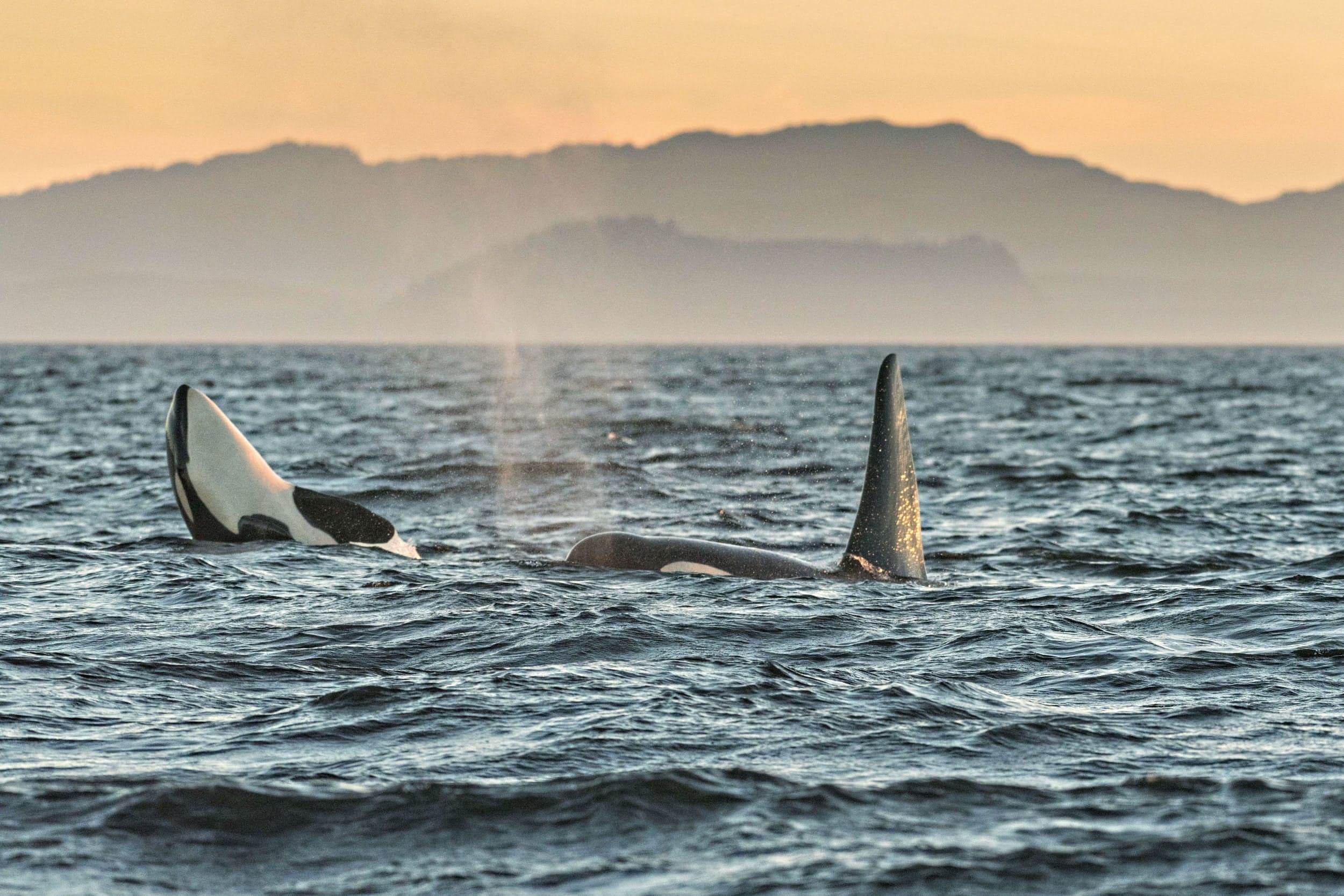 B.C.'s 'southern resident' orcas have been wandering far from home. Could this be the end?