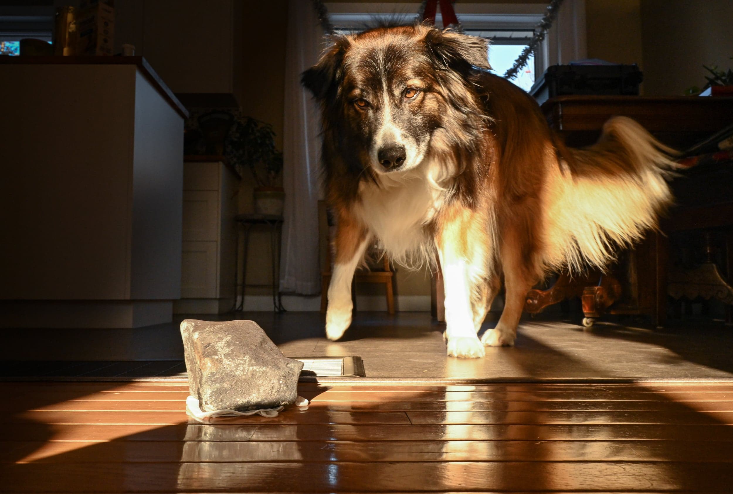A meteorite nearly killed this B.C. woman in her sleep. Scientists say it could be 470 million years old.