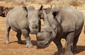 A banner year for rhino poaching