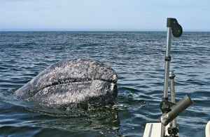 A coastal whale tale