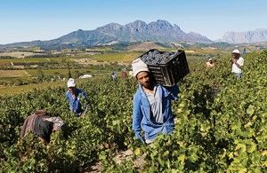 Amid strikes, a win for wine