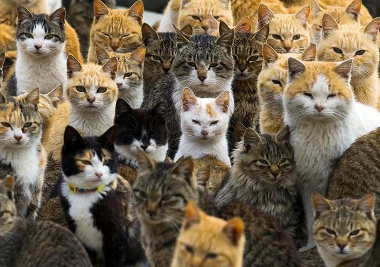 <p>An army of cats rules a remote island in southern Japan, where they outnumber humans six to one  (Thomas Peter/Reuters)</p>
