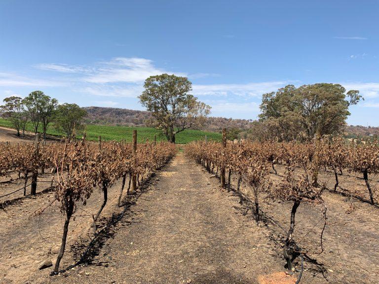 A general view of Tomich Winery following a bushfire in December 2019, in Adelaide Hills, Australia January 18, 2020. (Stefica Bikes/Reuters)