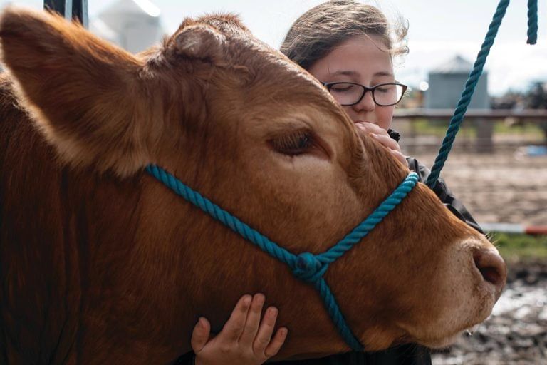 Stone, 10, with her 4-H steer Turbo, on the family farm near Westerose, Alta., in May (Photograph by Amber Bracken)