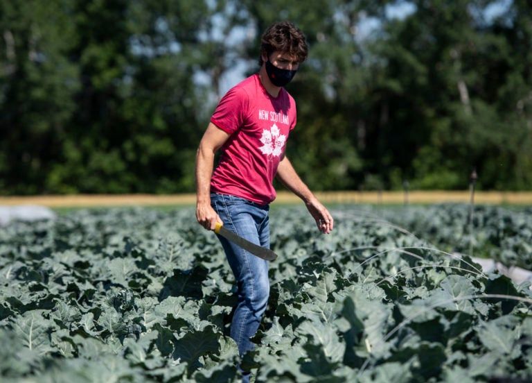 Trudeau holds a harvesting knife as he harvests food at the Ottawa Food Bank Farm in Ottawa, on July 1, 2020 (CP/Justin Tang)