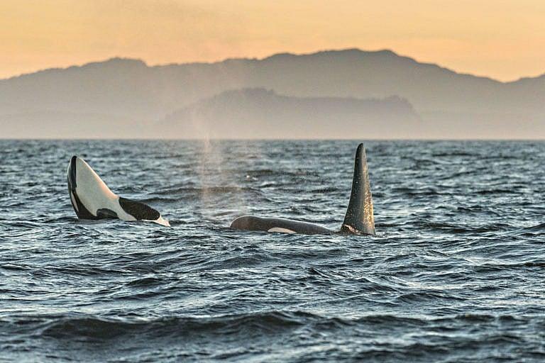 Orcas in the Southern Resident Killer Whale endangered J Pod play in the Salish Sea at sunset on Aug. 4, 2018, off Vancouver Island, B.C. (Richard Ellis/Alamy)