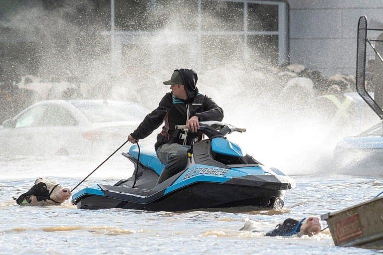 Ryan Gemser on rescuing cattle by Sea-Doo during the B.C. floods in November (Jennifer Gauthier/Reuters)