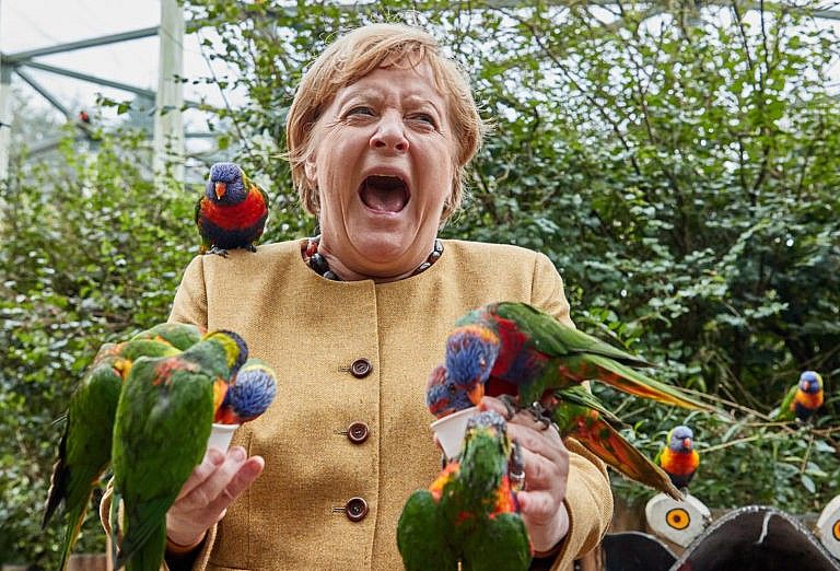 23 September 2021, Marlow: Angela Merkel (CDU), German Chancellor, feeds Australian lorises at Marlow Bird Park and gets bitten. (Georg Wendt/Getty Images)