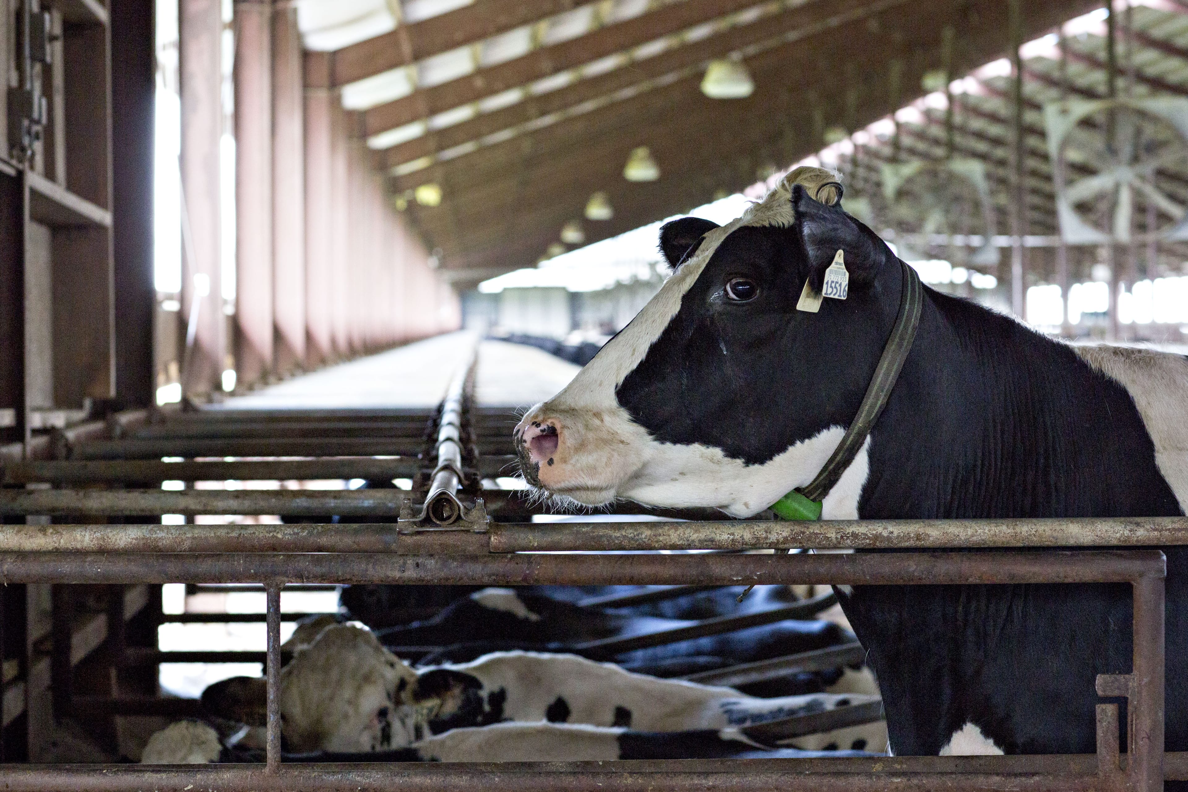A cow stands in a barn at the Lake Breeze Dairy farm in Malone, Wisconsin, U.S., on Tuesday, May 31, 2016. Photographer: Daniel Acker/Bloomberg via Getty Images