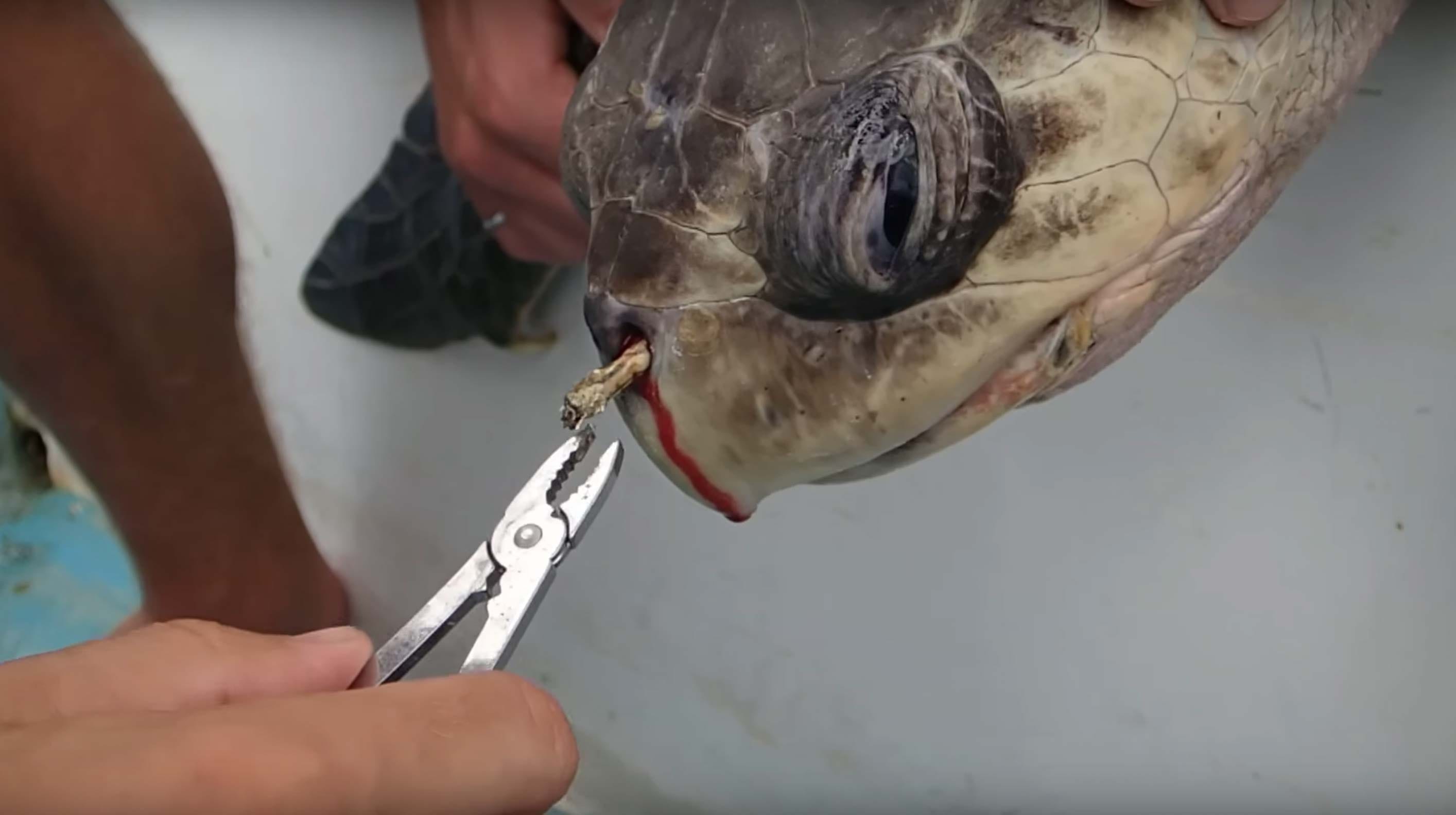 (CostaRicanSeaTurtles / YouTube)