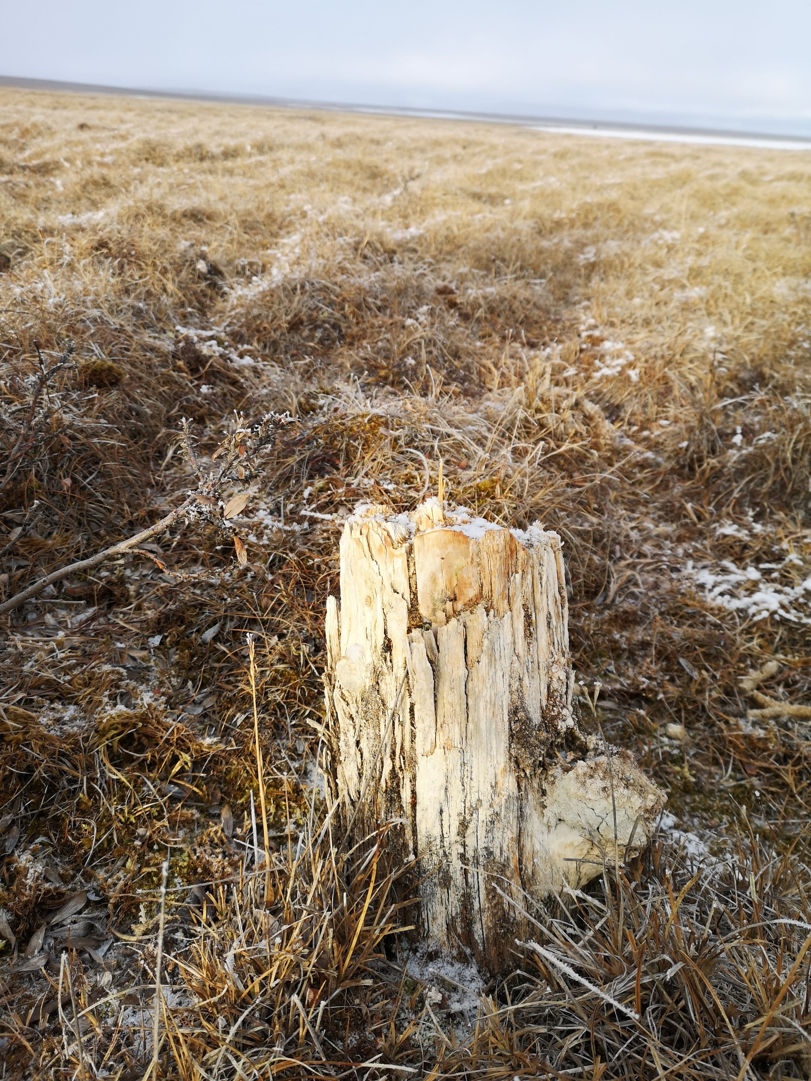 The stump found in Cambridge Bay, Nunavut. (Jorgan Aitaok)
