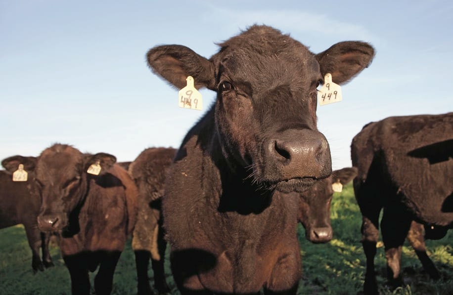 FL: Frank Stronach's Adena Ranch