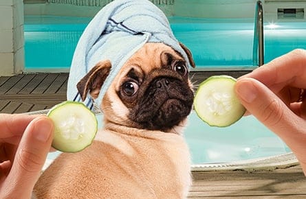 PHOTO ILLUSTRATION BY TAYLOR SHUTE