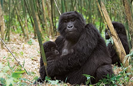 Whatever happened to maternal instinct?