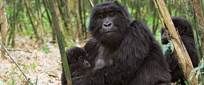 Whatever happened to maternal instinct?