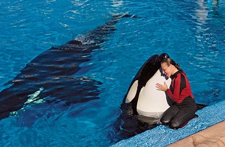 A killer whale gone very bad