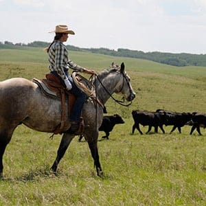 Cow horse program. (Lakeland College)