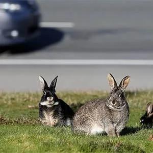 VICTORIA, B.C.: FEBRUARY 12, 2016 The B.C. government and a volunteer group are working to spay, neuter and relocate a number of them. Between 80 and 100 rabbits have been trying to eke out an existence on the grassy median near the Helmcken interchange on the Trans-Canada Highway. A volunteer group was given a provincial permit allowing them to relocate the animals to a U.S. sanctuary. Victoria, B.C. February 12, 2016. (Bruce Stotesbury/Victoria Times Colonist)