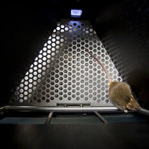A mouse in the Bussey-Saksida touchscreen chamber at the University of Western. (Photograph by Nick Iwanyshyn)