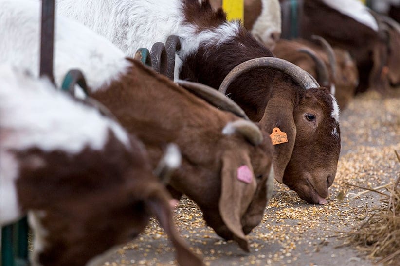 Goats feeding at Teal's Meats in Waterford, Ontario on January 23, 2017. (Photograph by Nick Iwanyshyn)