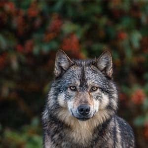 Staqeya the wolf, he swims between the islands within sight of Victoria, feeding mostly on seals and occasionally keeping vigil on the rocks, to the delight of people on passing boats. Residents of the B.C. capital say they sometimes hear him howling in the night. (Cheryl Alexander/www.wildawake.com)