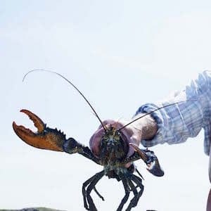 Elderly lobster fisherman
