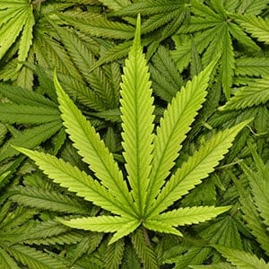 Marijuana leaves (Shutterstock)