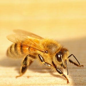 Honeybee. (Shutterstock)