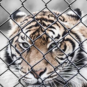 tiger behind a chain link fence