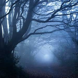 Haunting mist amongst gnarly trees in a forest early in the morning.