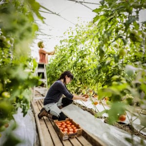 A student cares for tomatoes in a greenhouse near Victoriaville, Quebec. (exposeimage.com)