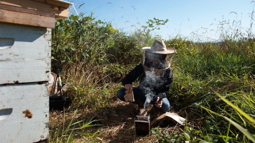Oldooz Pooyanfar prepares a bee smoker at her research hive in Surrey, B.C., on Friday, Sept. 15, 2017. Pooyanfar, a master's candidate in applied sciences in mechatronics at Simon Fraser University, has built a real-time monitoring system that will allow beekeepers to learn about the condition of their hives. (Photograph by Taehoon Kim)