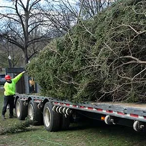 BOSTON, MA - NOVEMBER 21: Boston's official Christmas Tree from Nova Scotia, a 46-foot white spruce from Annapolis County, arrives on Boston Common on nov. 21, 2008. The tree is an annual donation from Nova Scotia as a thank-you for sending help in the 1917 Halifax Explosion. (Photo by David L. Ryan/The Boston Globe via Getty Images)