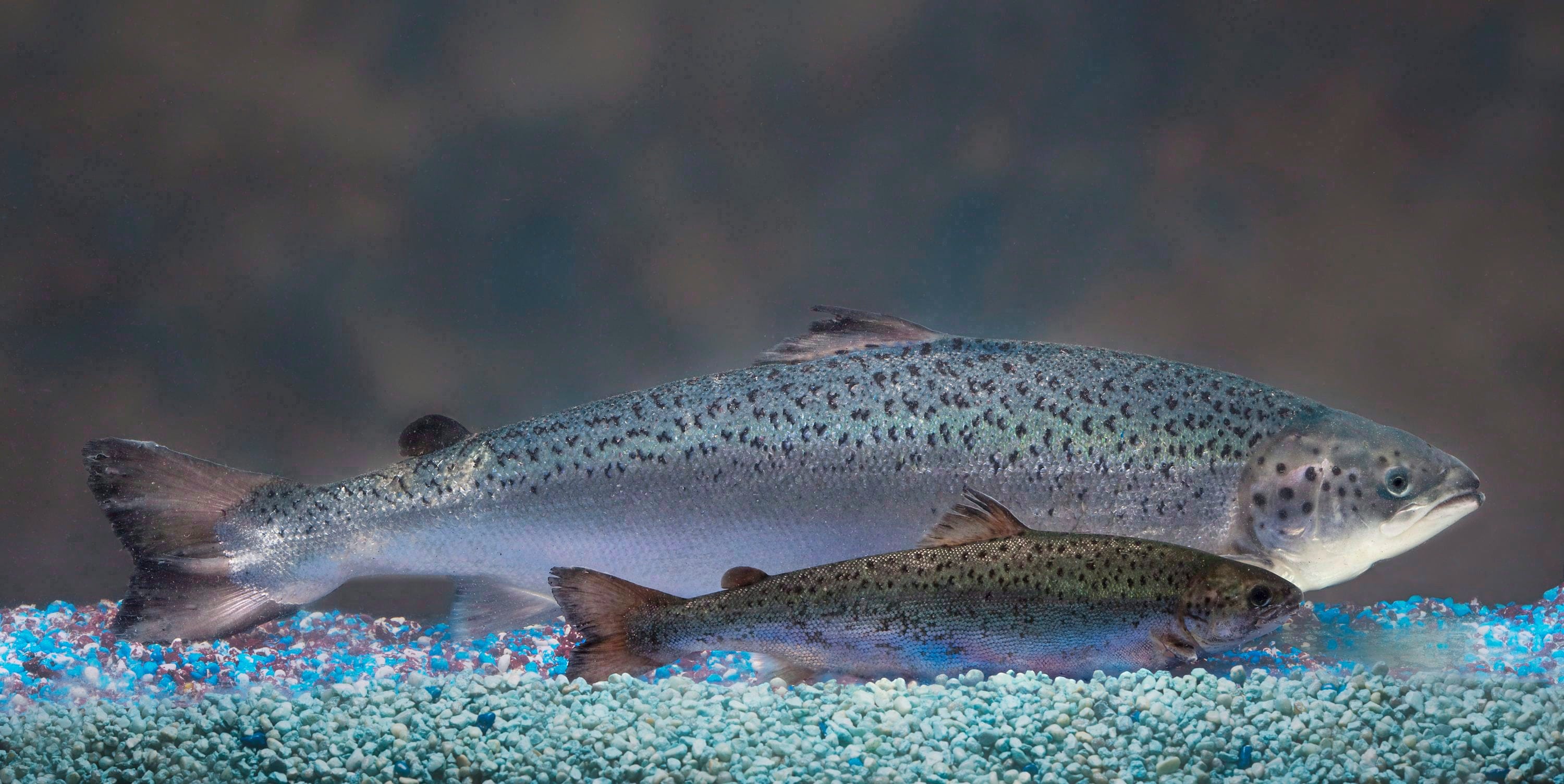 This 2010 handout photo provided by AquaBounty Technologies shows two same-age salmon, a genetically modified salmon, rear, and a non-genetically modified salmon, foreground. Genetically engineered salmon created in Canada are getting closer to becoming the first transgenic animal to make it onto a menu, after the U.S. Food and Drug Administration found the fish will have no significant environmental impact.THE CANADIAN PRESS/HO, AquaBounty Technologies - Barrett & MacKay Photography