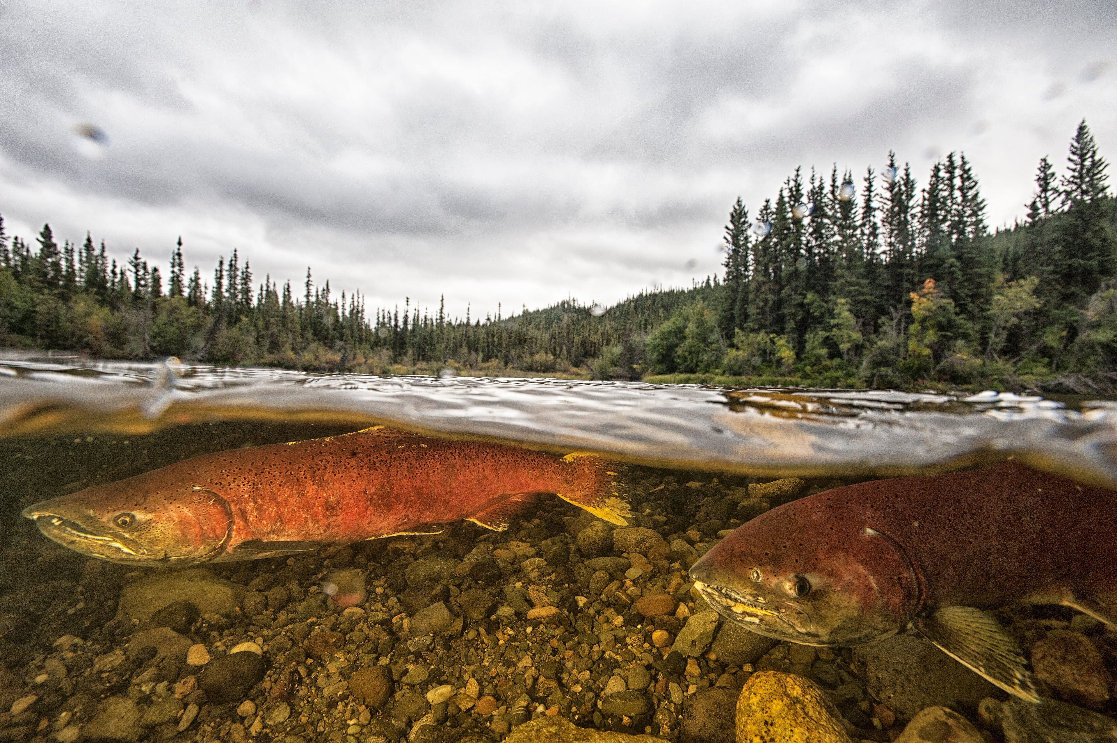 Chinook salmon