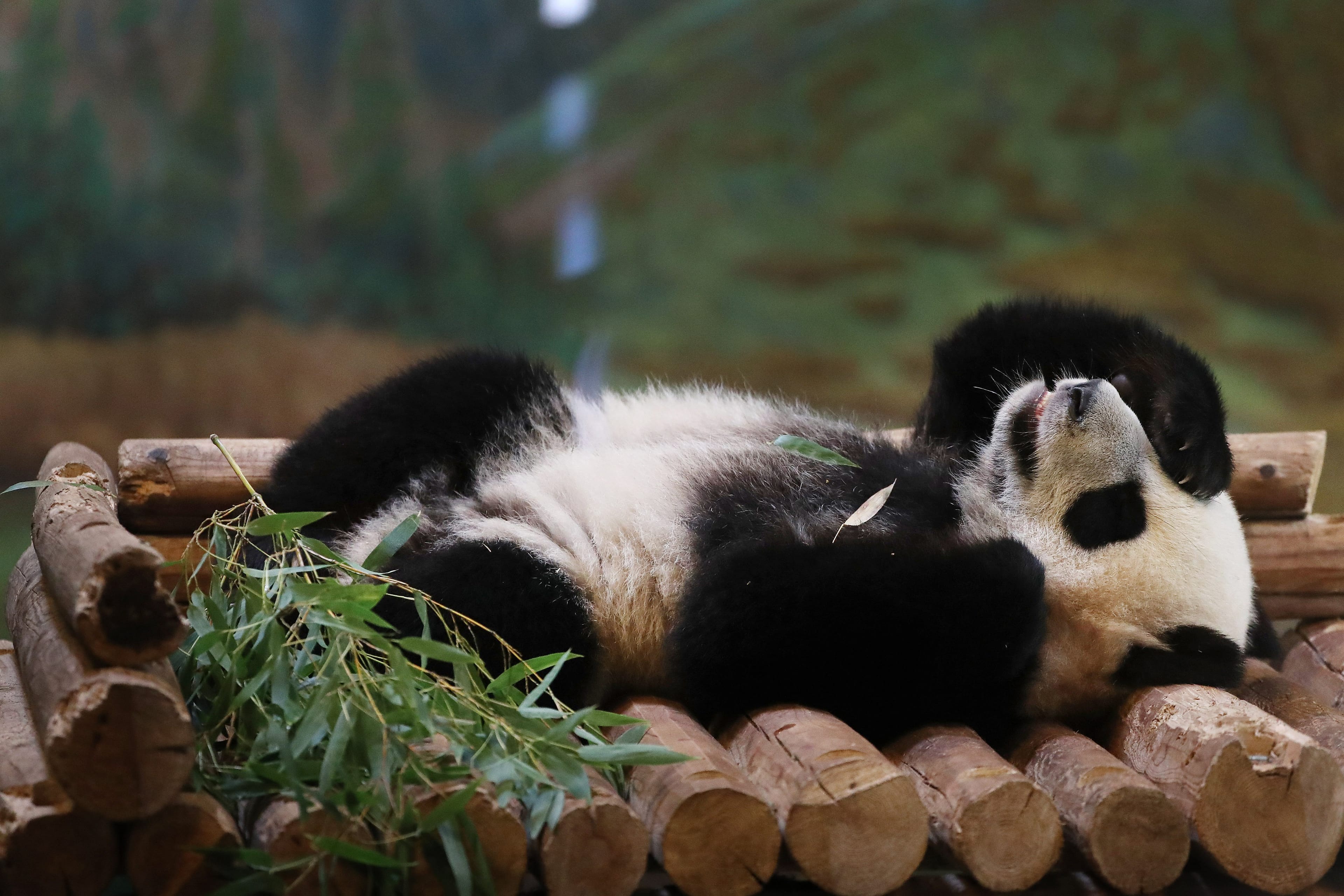 Female panda twin Jia Yueyue whose name means Canadian joy sleeps in the enclosure in Toronto. October 8, 2016. (Steve Russell/Toronto Star/Getty Images)