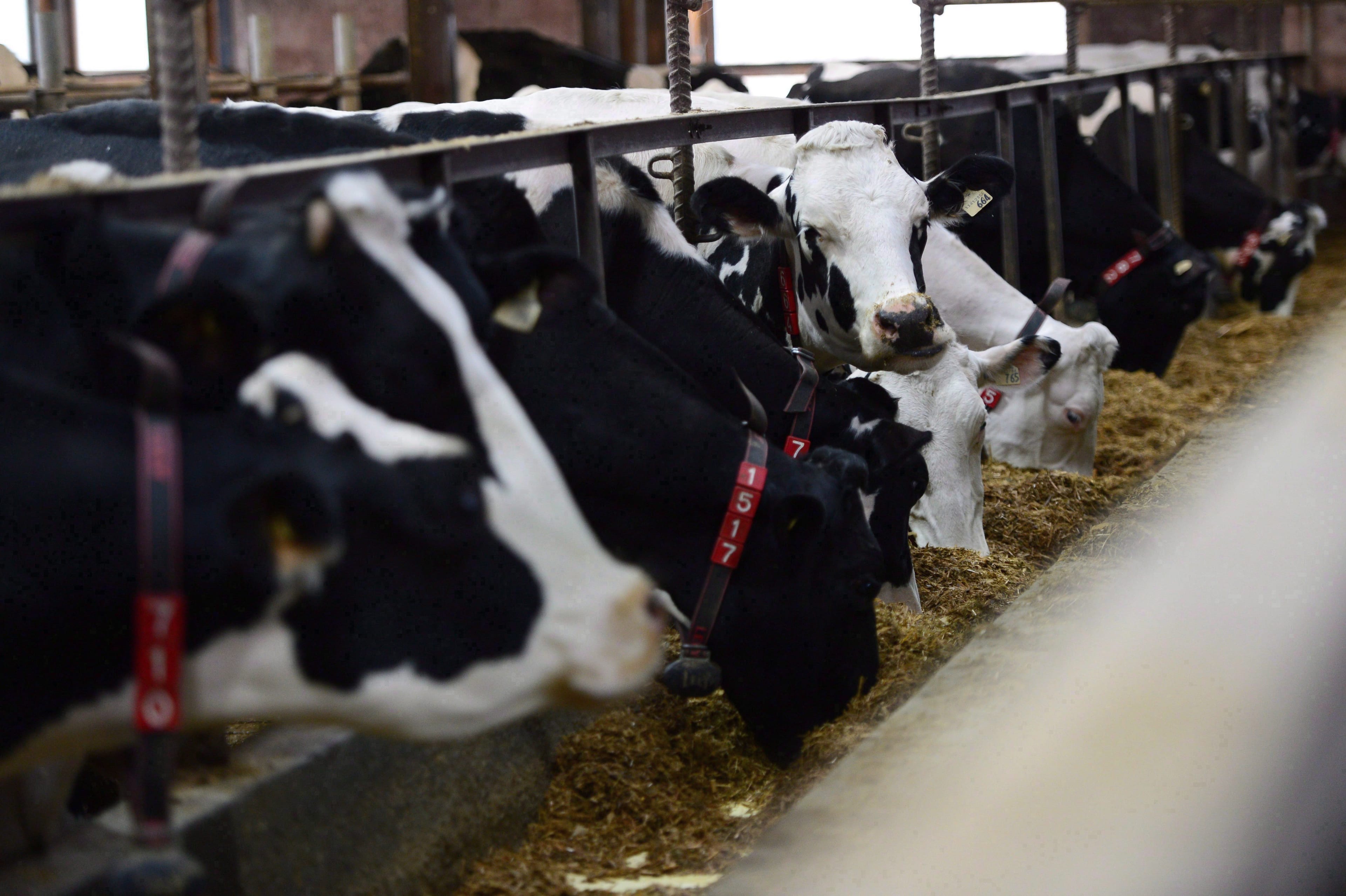 Dairy cows feed in a barn on a farm in Eastern Ontario on Wednesday, April 19, 2017. (Sean Kilpatrick/CP)