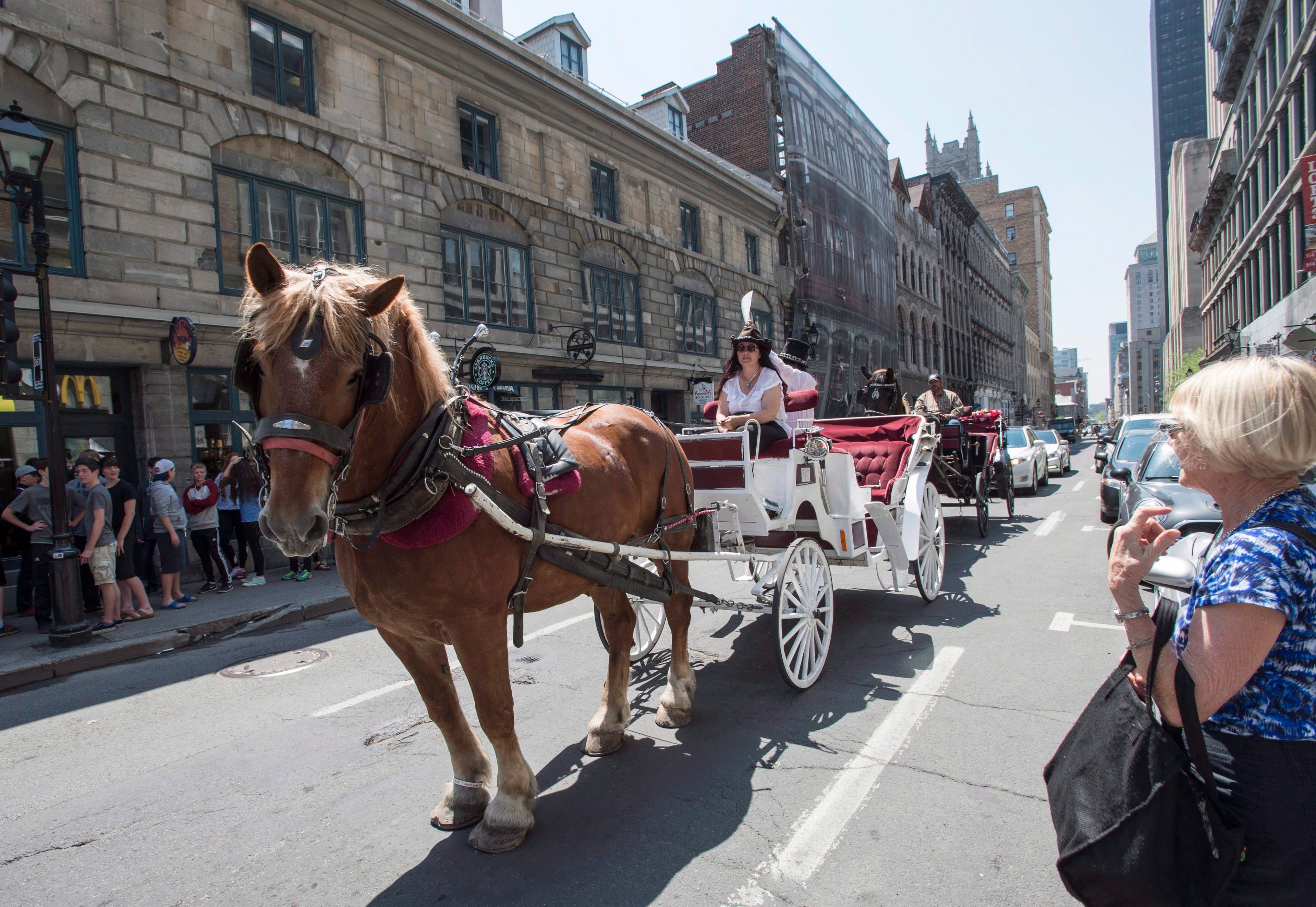 A caleche crosses Old Montreal on its way to a demonstration in front of City Hall, Tuesday, May 24, 2016 in Montreal. (Paul Chiasson/CP)