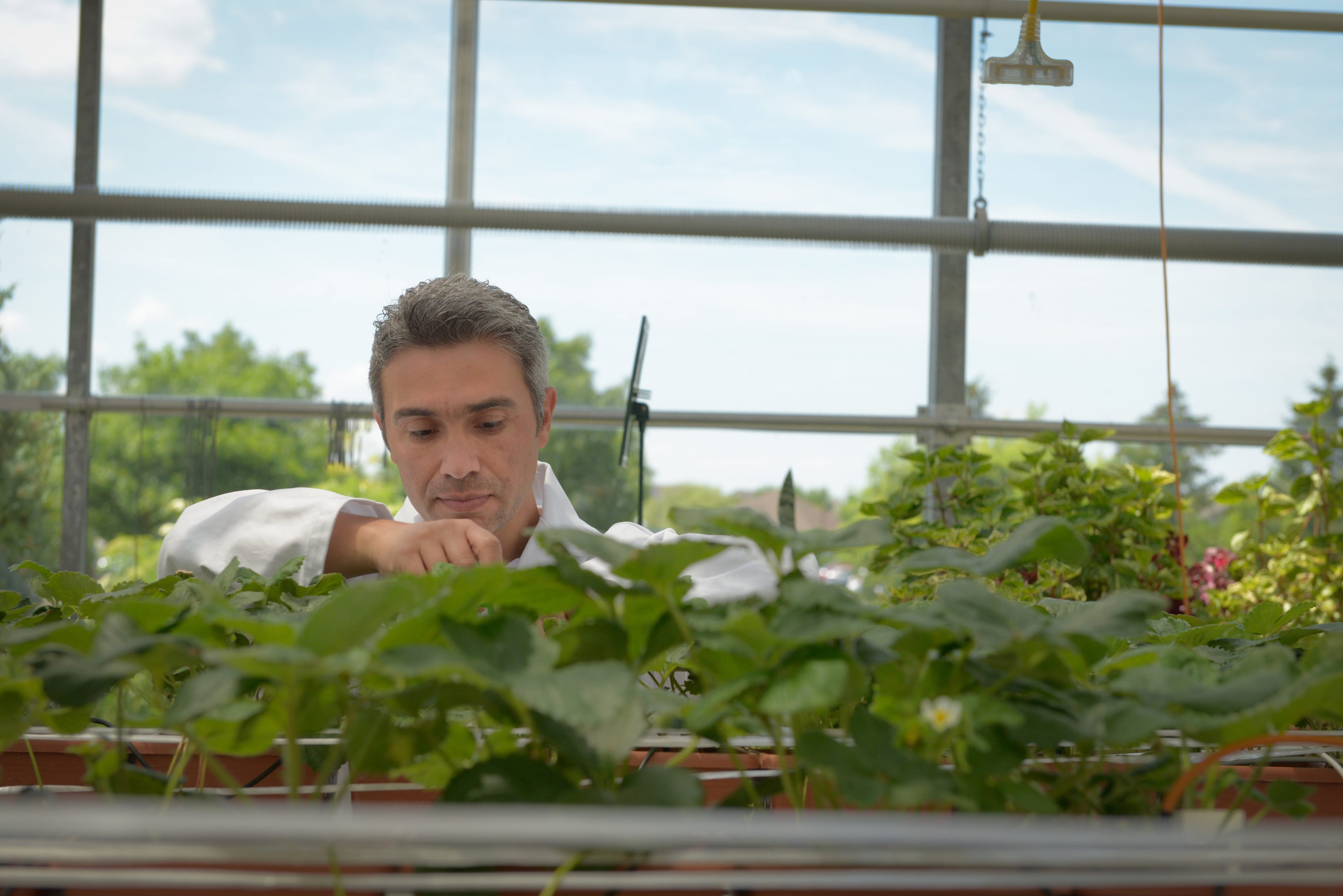 Arif Arslan, a first year student in the Horticultural Technician program, examines the strawberry plants at the Niagara College Greenhouse Nursery. (Photograph by Carla Antonio)