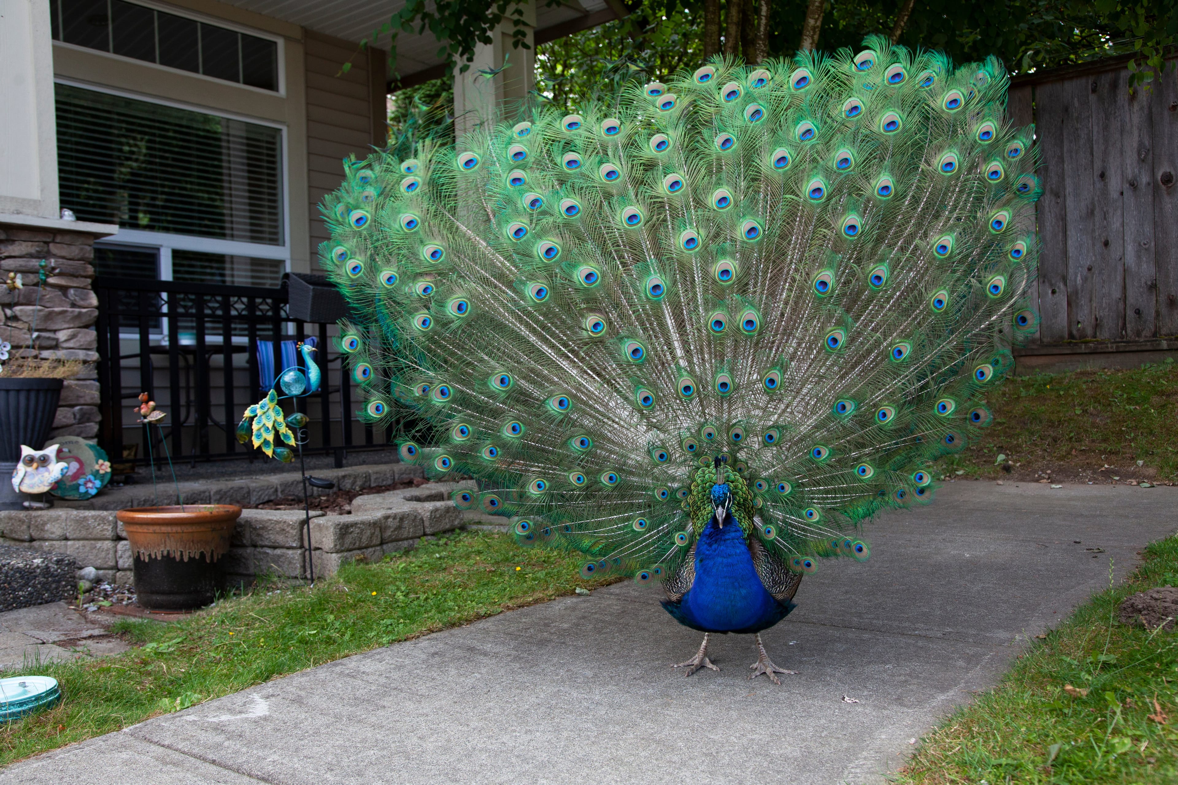 Peacocks become a disturbance to some residents in a Surrey Neighbourhood. (Photograph by Jen Osborne)