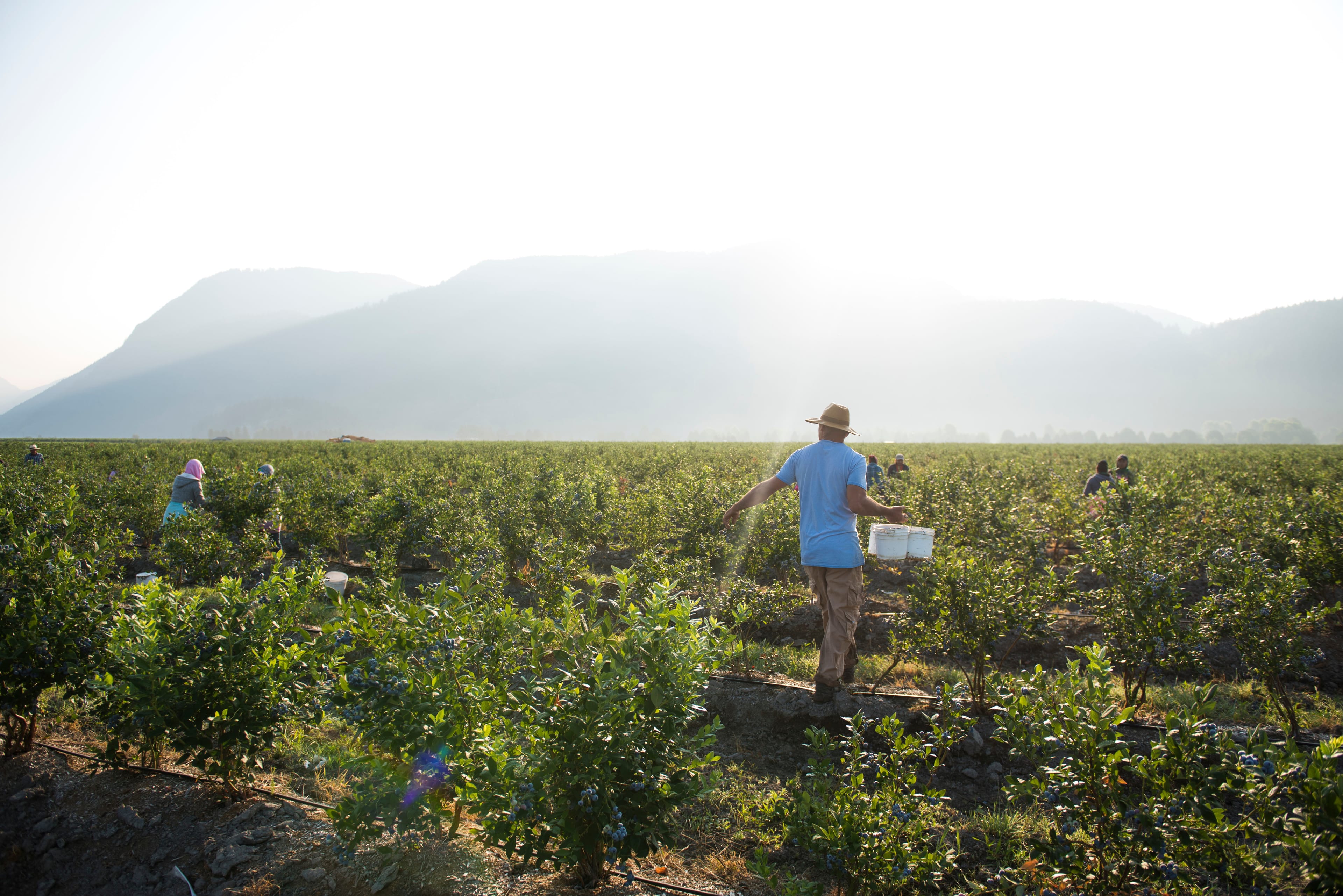 Workers pick and process blueberries
