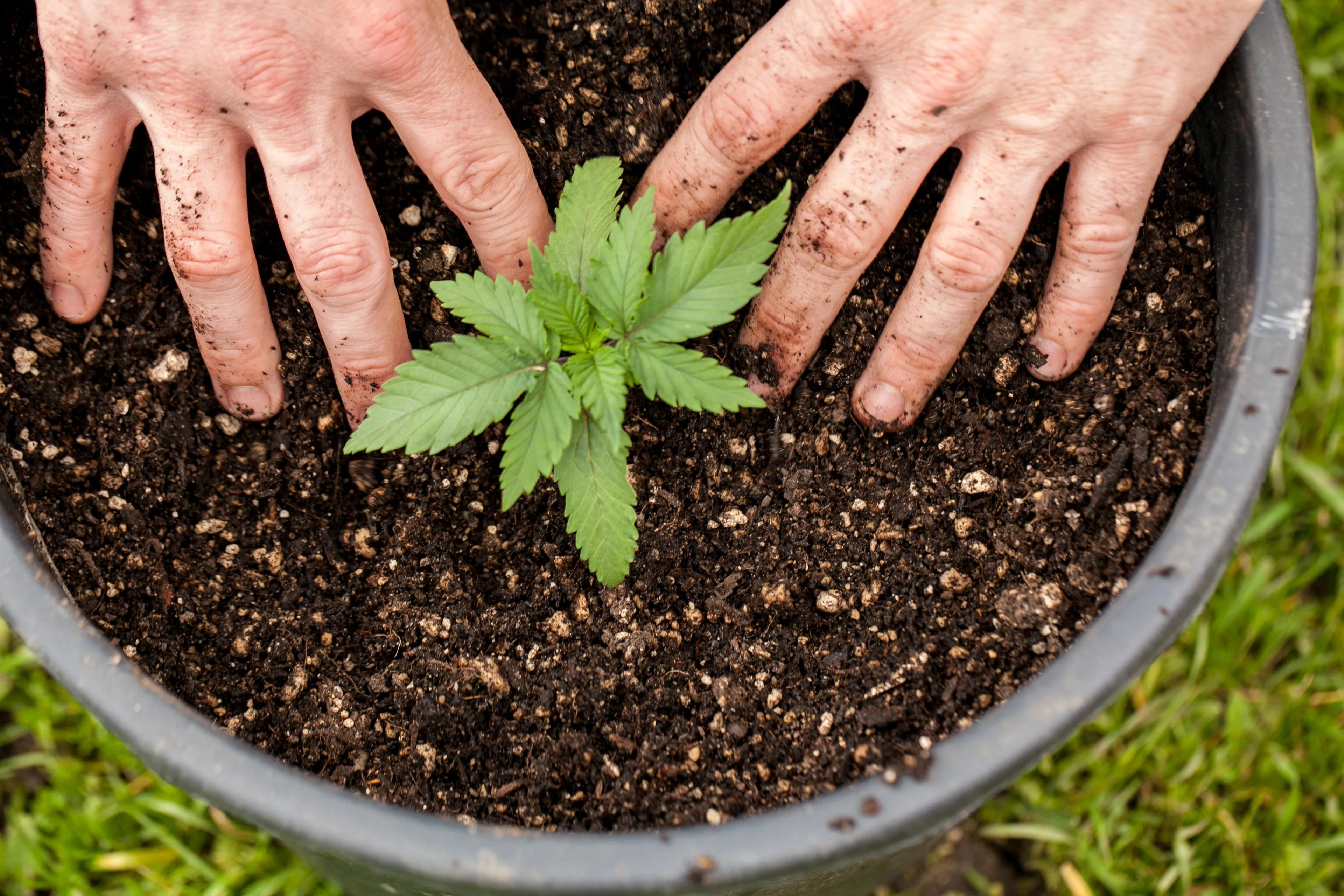growing cannabis at home