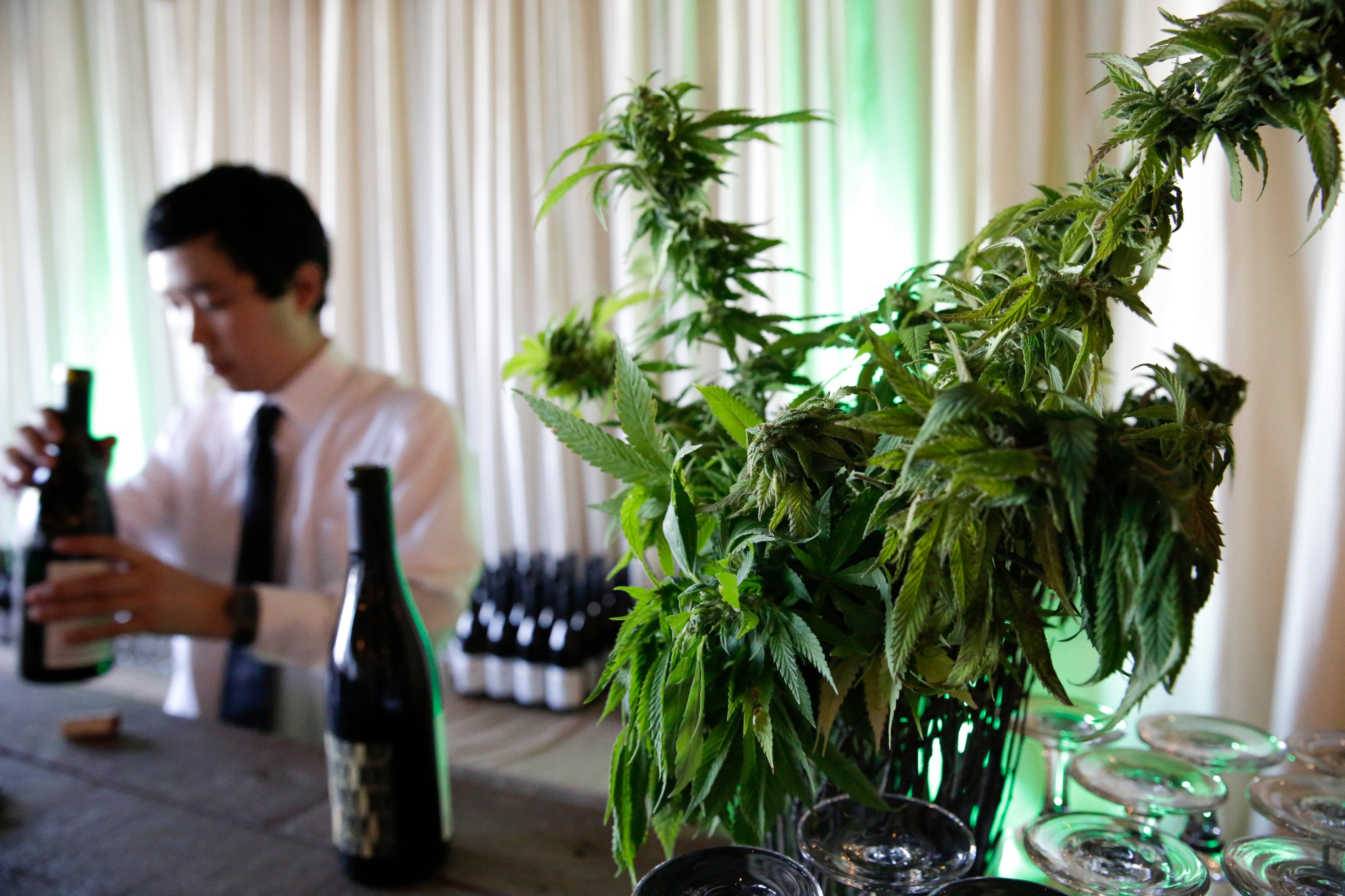 A marijuana plant is pictured as a bartender opens wine at a cannabis food event in Tacoma, WA, on July 19, 2016. (JASON REDMOND/AFP/Getty Images)
