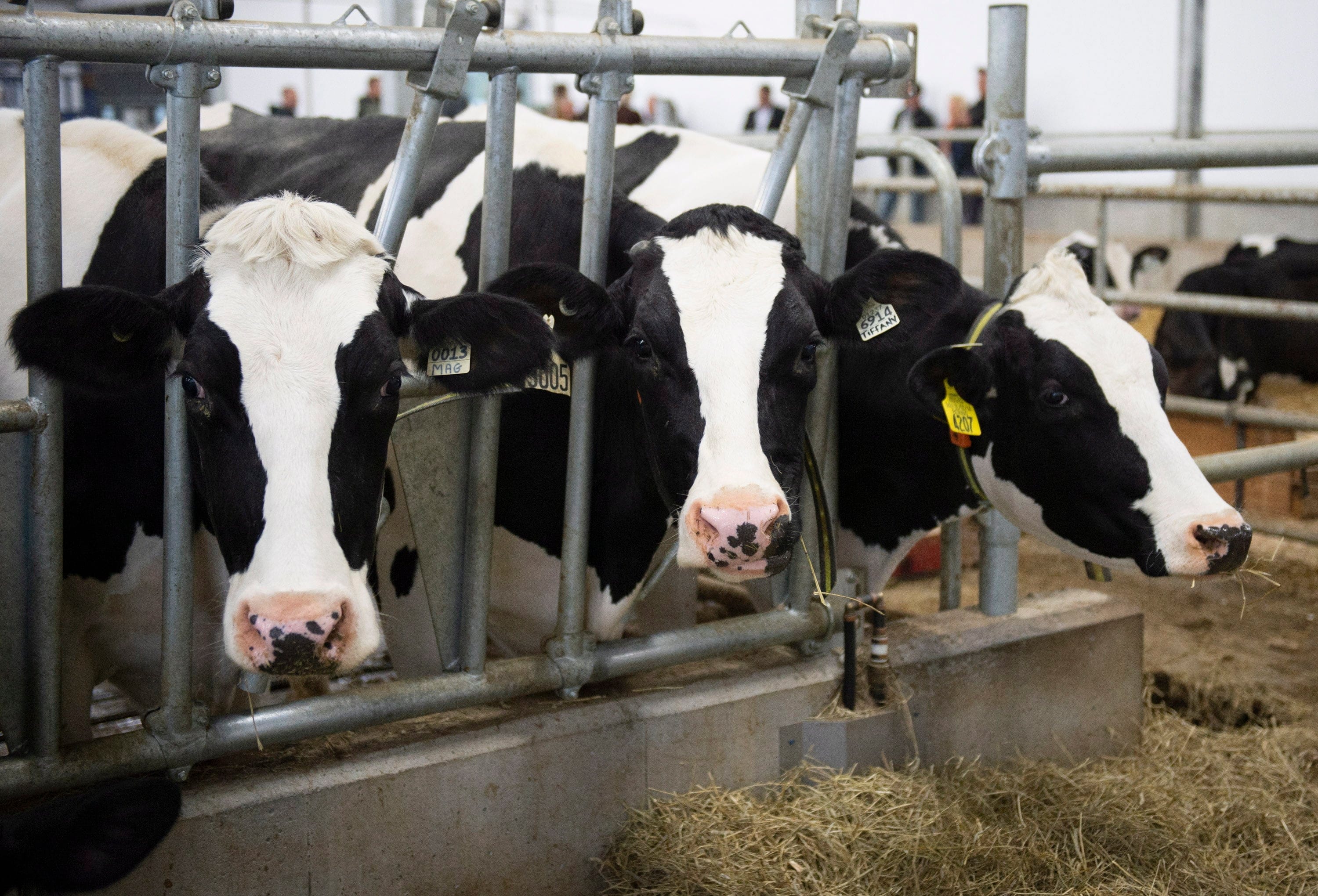 Cows in a dairy farm, Tuesday, September 25, 2018 in Saint-Henri-de-Taillon que. THE CANADIAN PRESS/Jacques Boissinot