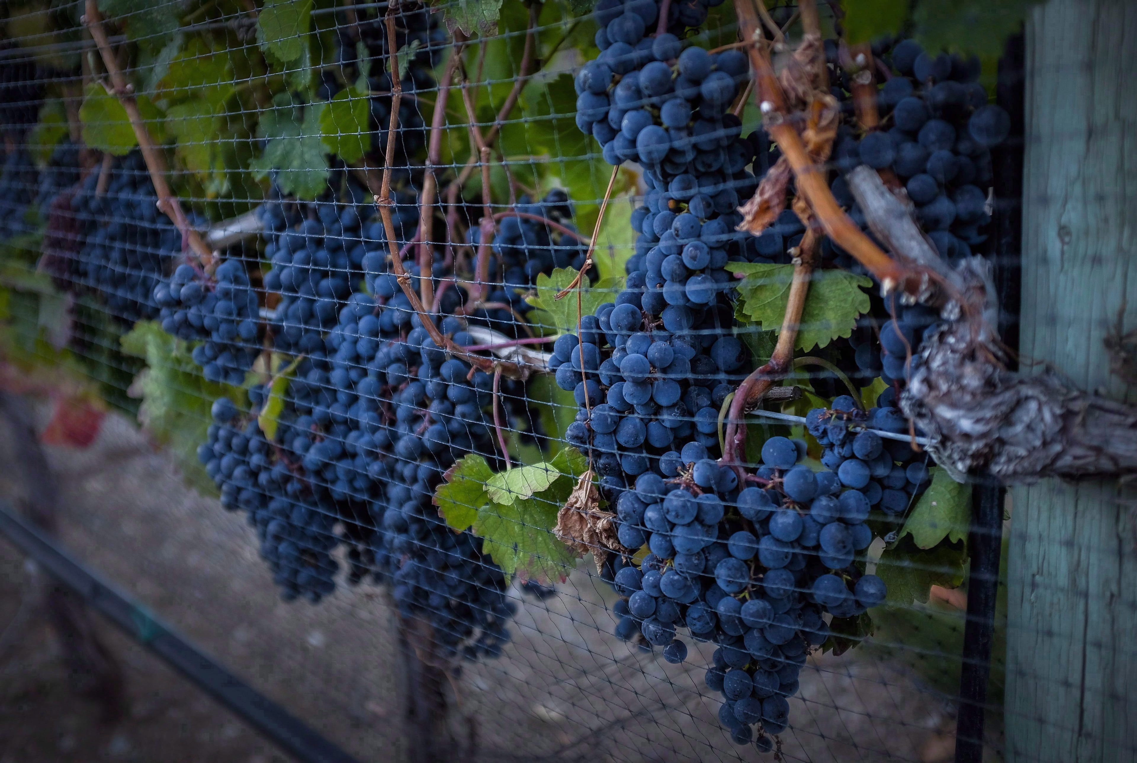 Ripe grapes hang on vines protected from birds with a net at the Okanagan Valley's River Stone Estate Winery in Oliver, B.C., Monday, Sept. 12, 2016. (Jeff McIntosh/CP)