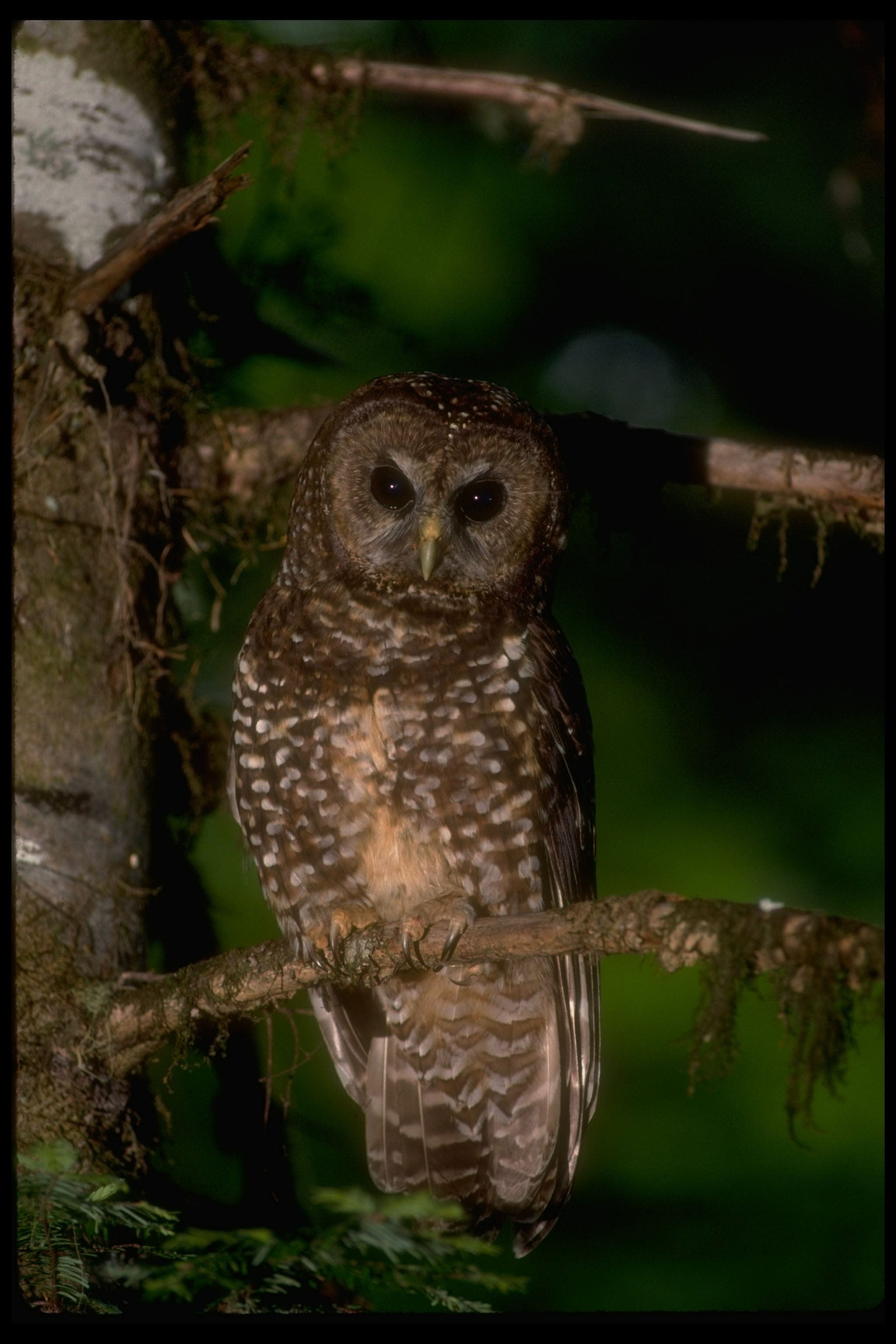 Northern spotted owl in old growth forest on Bureau of Land Management land on May 1, 1990. (William F. Campbell/The LIFE Images Collection/Getty Images)