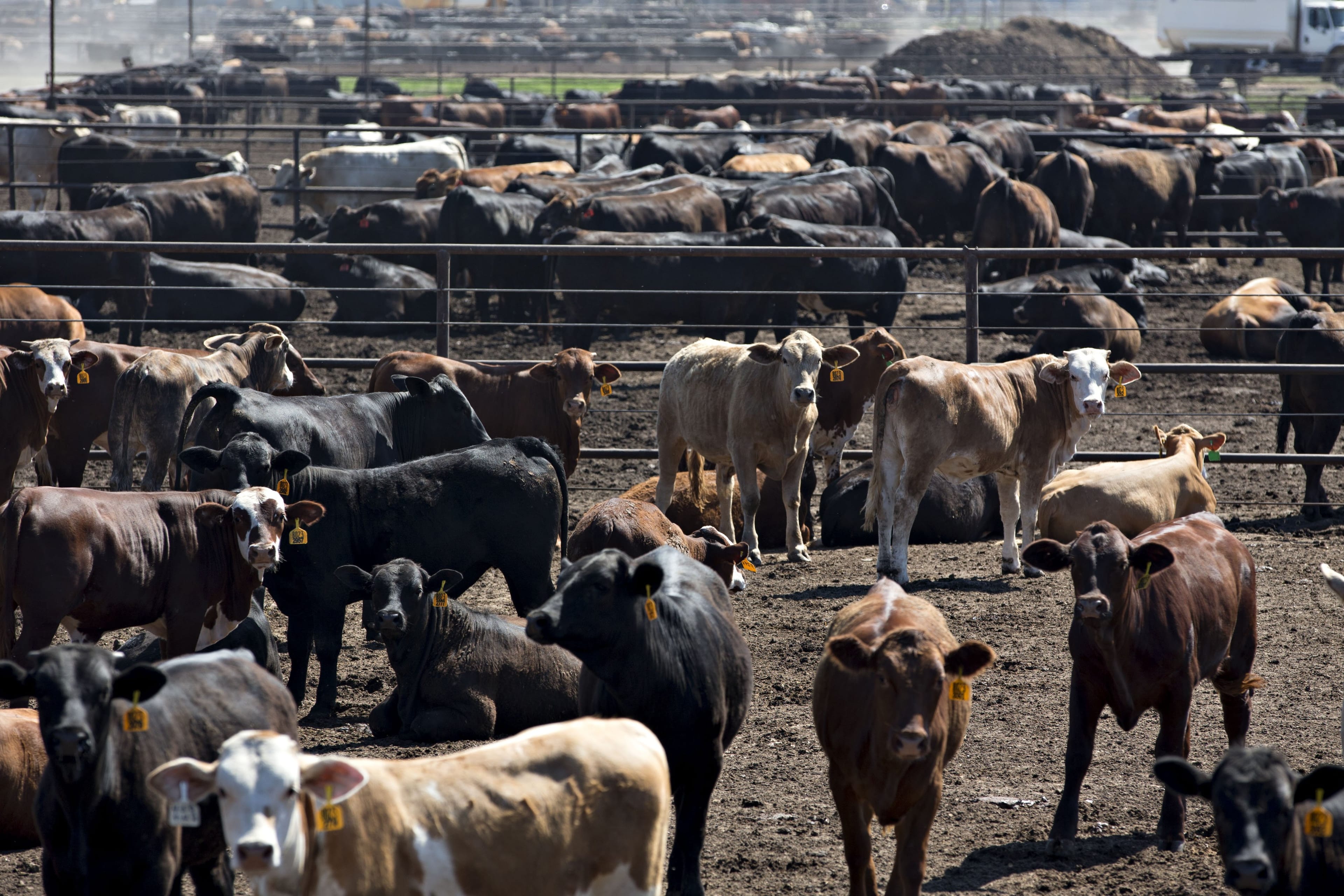 Replacing meat farming with more efficient food production could help ease the strain on the planet. (Daniel Acker/Bloomberg/Getty Images)