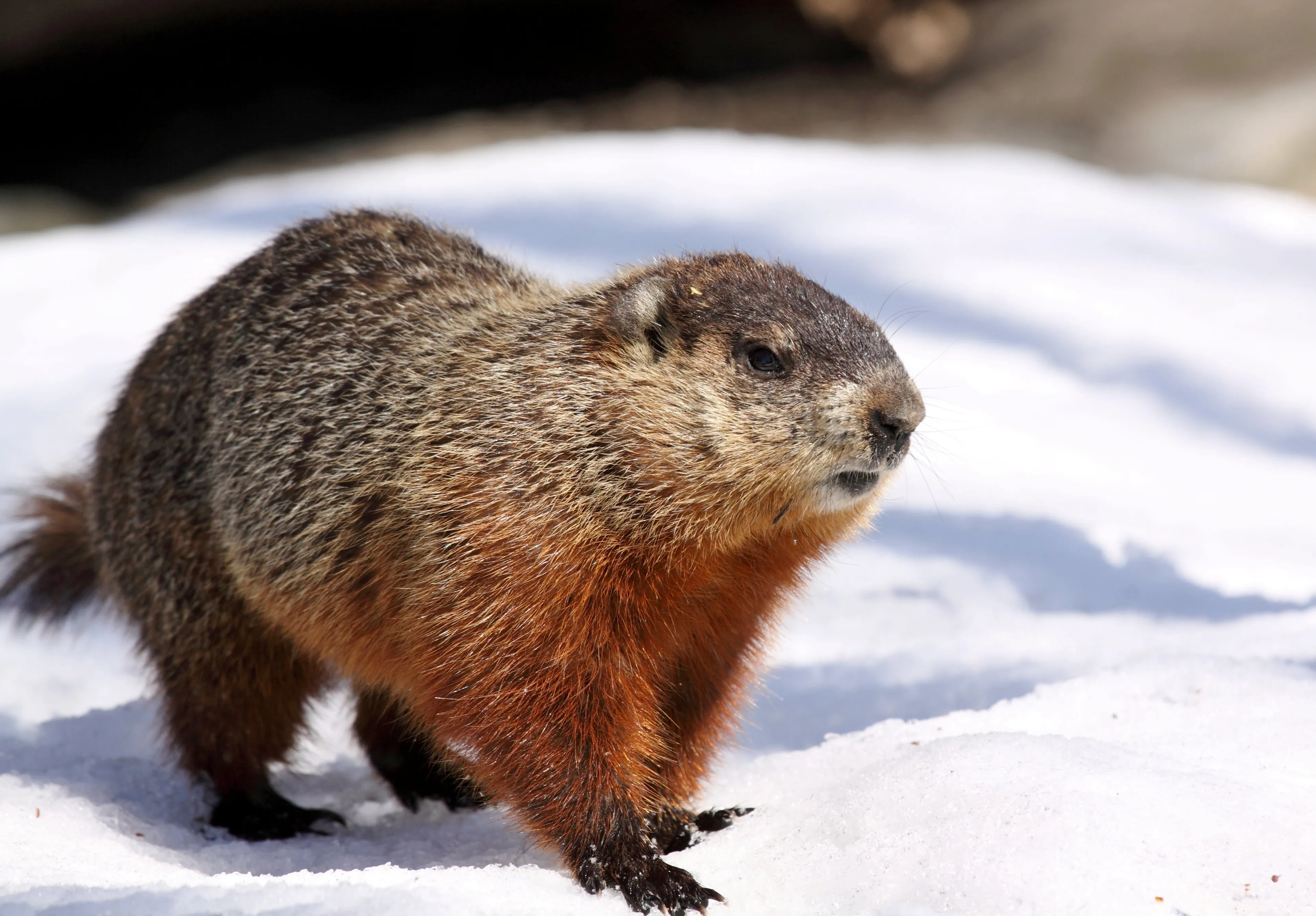This groundhog is not Brandon Bob, who doesn’t exist, and who, if he did exist, wouldn’t be able to tell you anything about winter’s end. (Karlumbriaco/iStock)