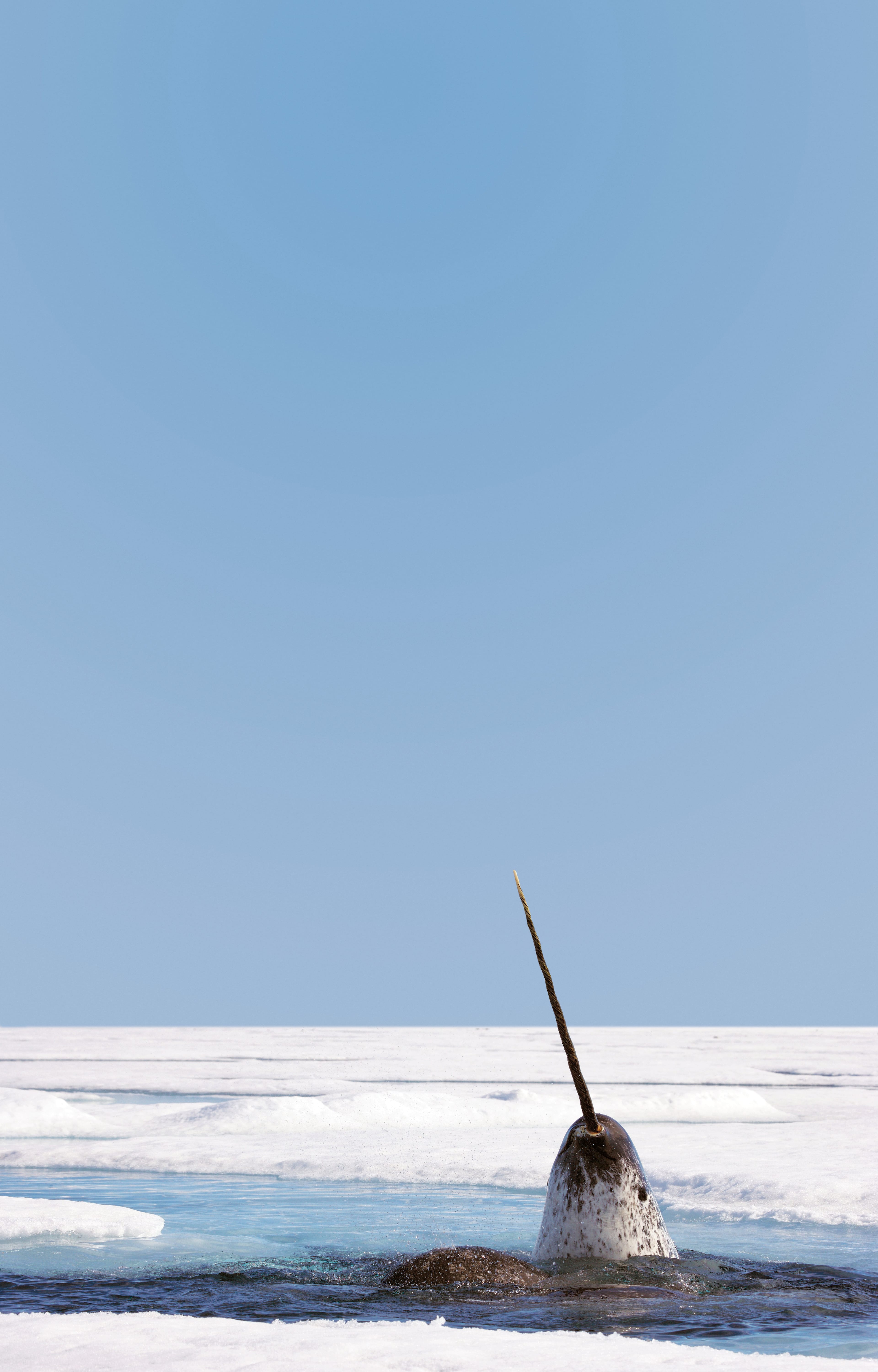 In the U.S., tech companies valued over $1 billion are known as “unicorns.” North of the border, they’re narwhals. (Photo illustration by Lauren Cattermole)